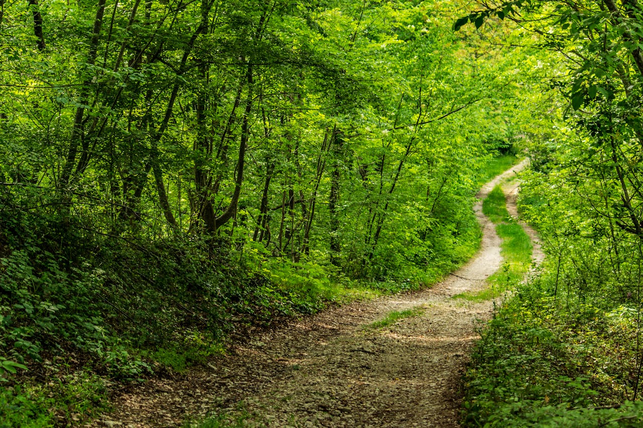 Tranquil forest path winding through vibrant green foliage, perfect for nature and outdoor lovers.