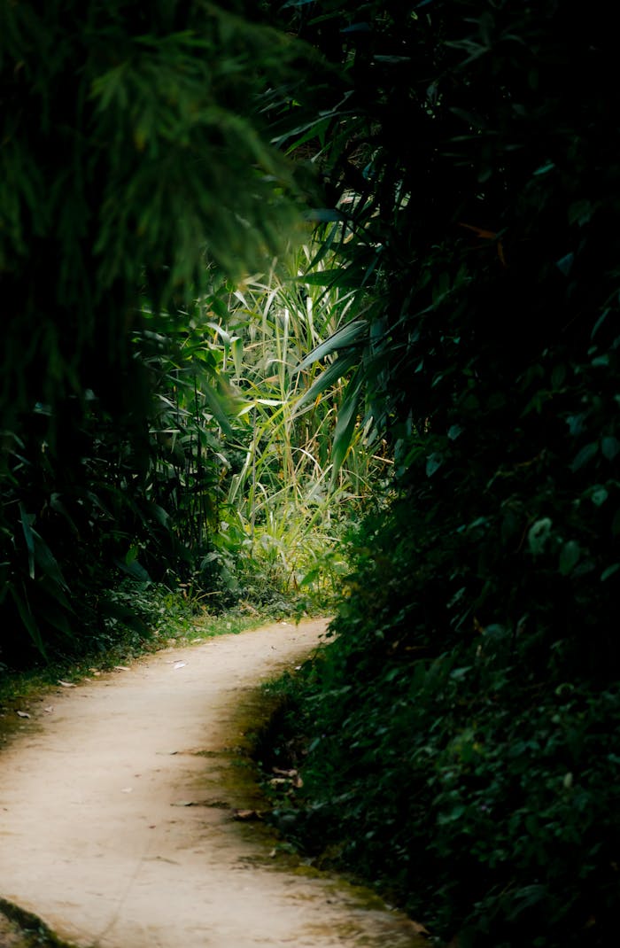 Serene walking path surrounded by vibrant green foliage in Darjeeling, India.