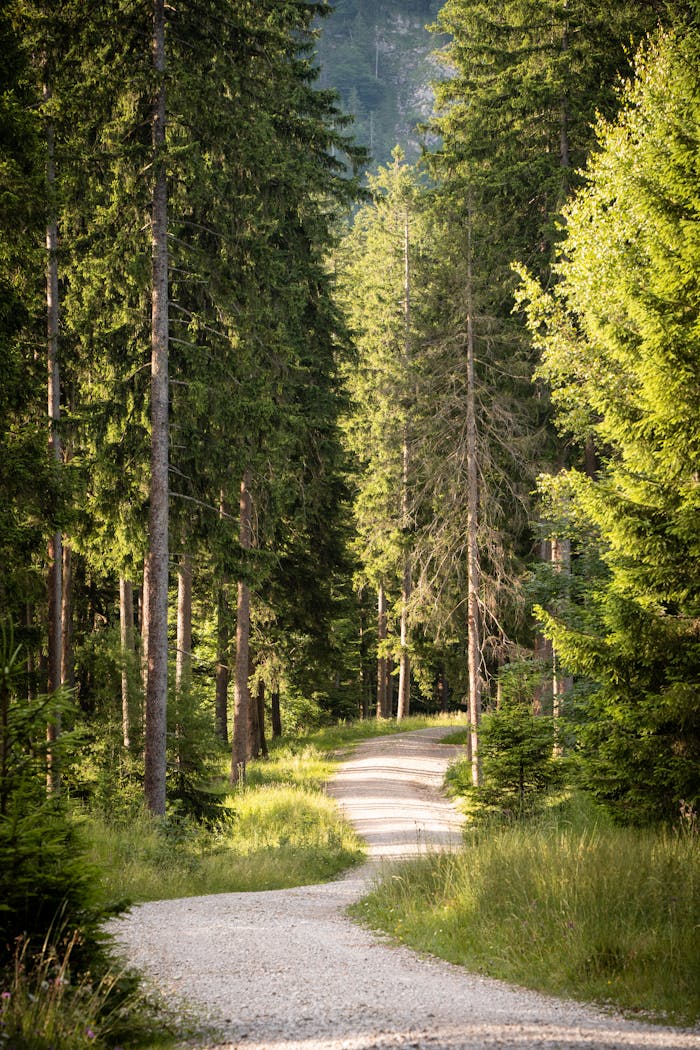 A serene forest path winding through tall, lush trees under dappled sunlight.