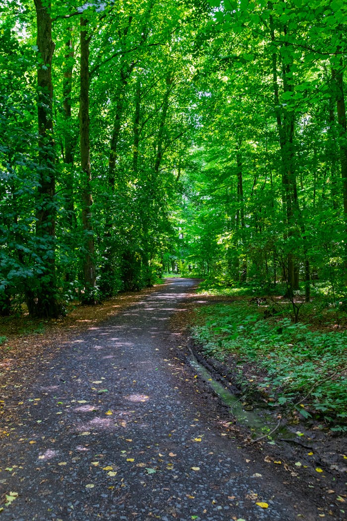 A tranquil forest path surrounded by lush green trees on a sunny day.